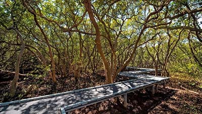 Badu Mangroves